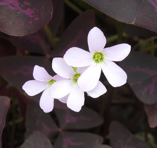 濃い紫の葉のカタバミとドライフラワーの作品 愛媛県宇和島市からの良いたより