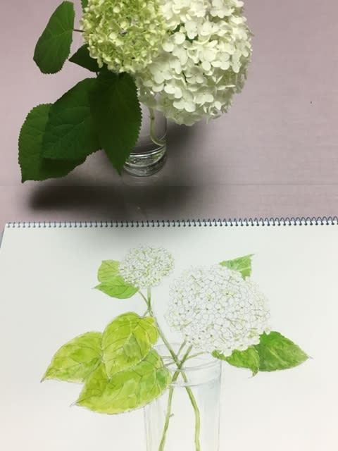 昨日の水彩画 白い紫陽花アナベル マンガ家高橋陽子の 頑張りましたねタカハシさん