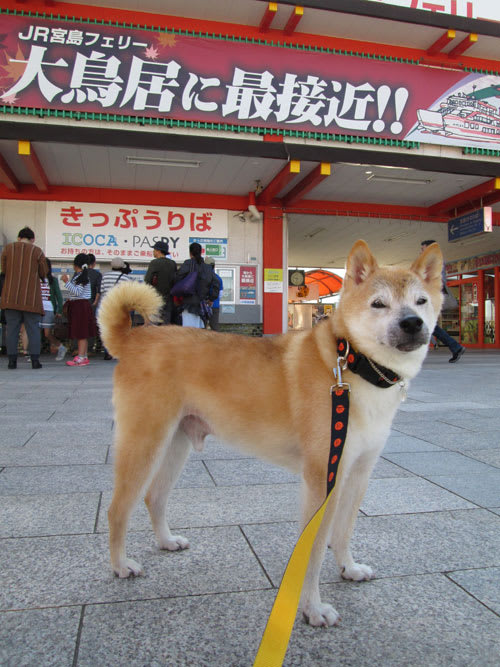宮島に行く 柴犬 きなこnet やよい 龍市 猫の麦 ごま ブログ版