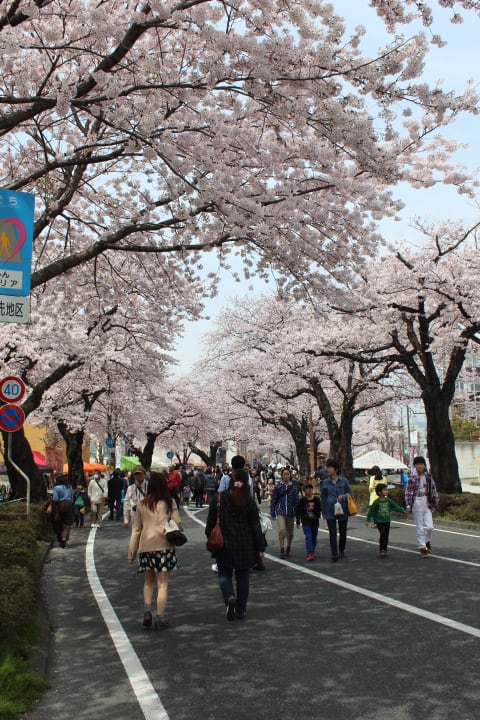 ぶらり旅 第54回日立さくらまつり 平和通り 茨城県日立市 郵ちゃんバンド 黄門さまの漫遊記