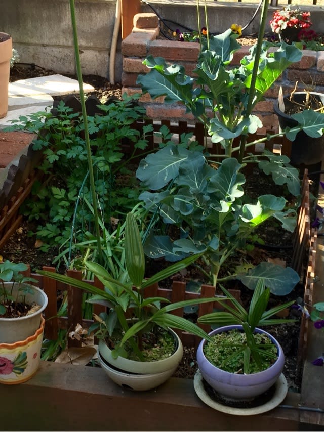 キッチンガーデンのある庭が増えてる 有機栽培 無農薬の庭づくり ガーデンカウンセラーたみこさんのブログ