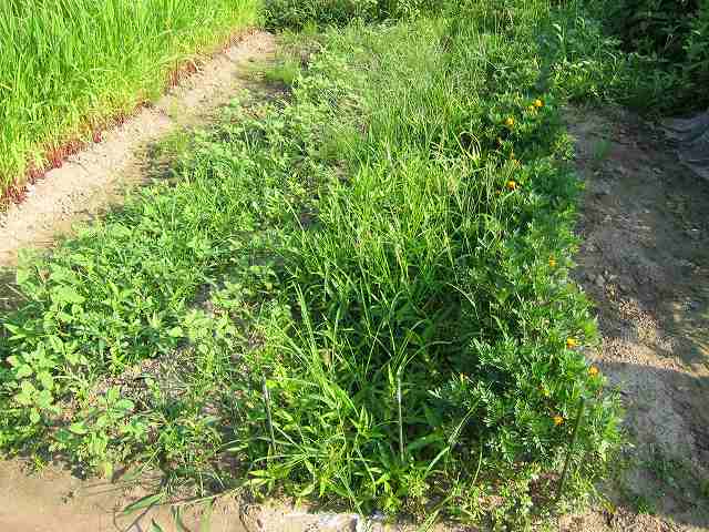 雑草を「草削り具」で除草しました ほうてんの無農薬野菜づくり