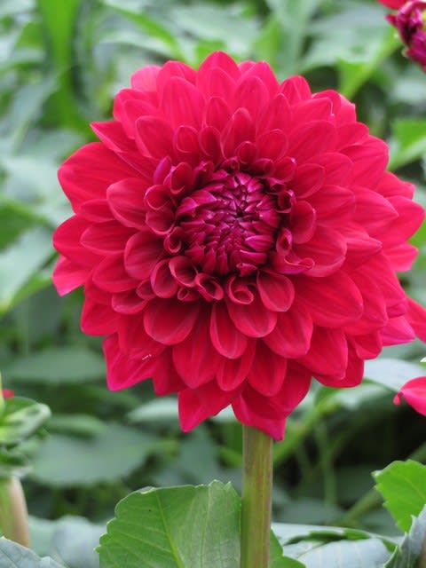 鮮烈な赤一色の純なダリア 純 ダリア シリーズ 039 野の花 庭の花