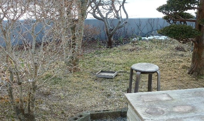 庭は雪が消え 凍った地面が見えている チックの道草 きのこ 庭は雪が消え 凍った地面が見えている チックの道草 きのこ