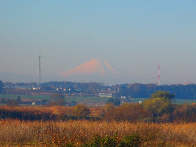 霜柱