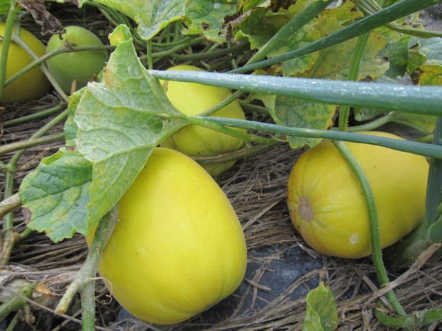 マクワウリの収穫が始まりました 大好き 野菜の時間