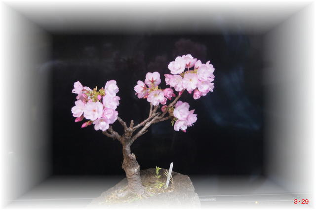 一才桜旭山 差塩と趣味の世界