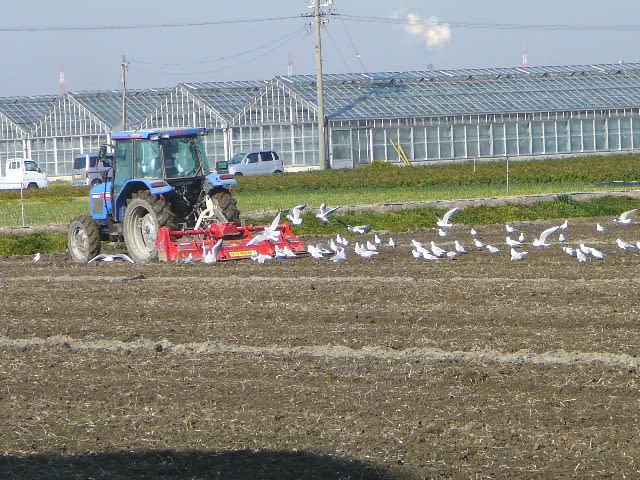 所変れば、鳥変るの画像