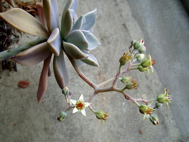 グラプトペタルム パラグアイエンセ 朧月 Emutakの花ブログ グラプトペタルム パラグアイエンセ 朧月 Emutakの花ブログ