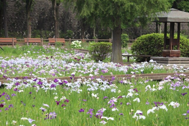 ◎菖蒲園Ⅱ＠福山市春日池公園 - ときどき花日記