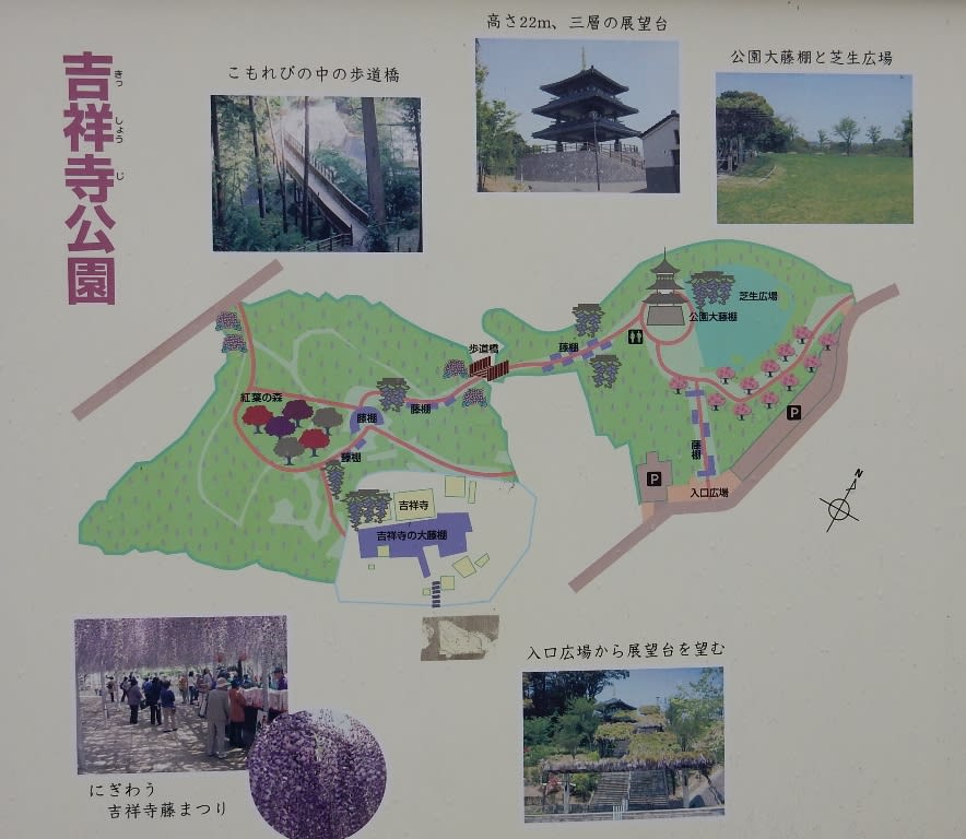 藤棚のある風景 吉祥寺の藤棚 私の直方の風景 藤棚のある風景 吉祥寺の藤棚 私の直方の風景