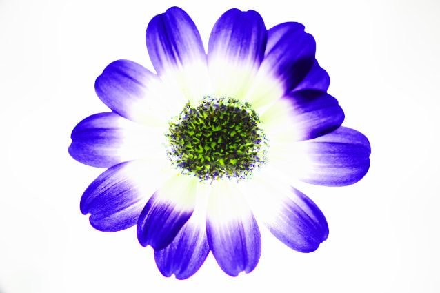 花の透過光撮影 自然と共に田舎で生きる 花の透過光撮影 自然と共に田舎で生きる