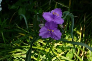 露草の紫色が鮮明で素敵です。繁殖力旺盛です