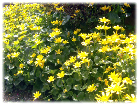 花言葉は 必ず来る幸福 黄金色の花 リュウキンカ 立金花 日々是好日 とっつあんの雑記帳