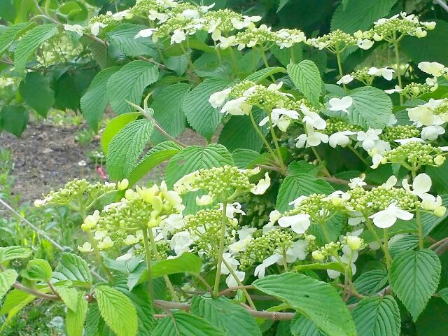 どちらがヤブデマリでカンボクなのか？　＜お花で一休み（５）＞ - コツコツ歩き隊！