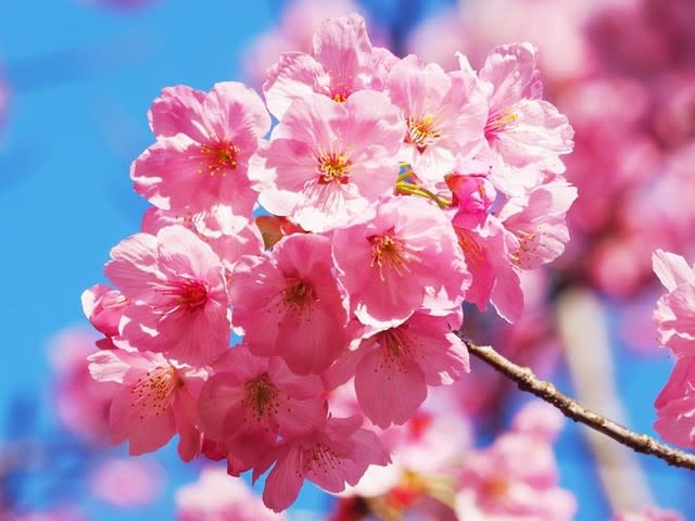 平野神社ライトアップ桜 ソフトで楽しいお遊び画像