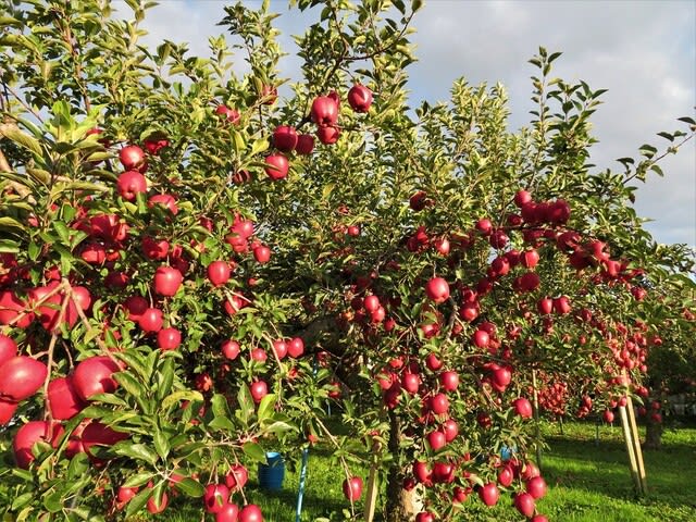 スターキングの収穫 青森県津軽りんご通販 ヤマサンりんご園 ブログ