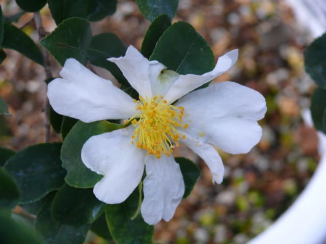 「世界の椿館・碁石」の原種サザンカ（山茶花）2014年12月10日（水） - peaの植物図鑑