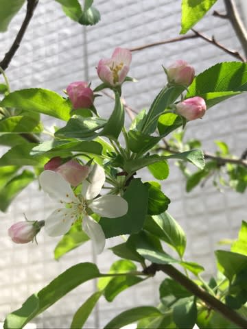 ターシャの庭に憧れて植えたクラブアップルの花