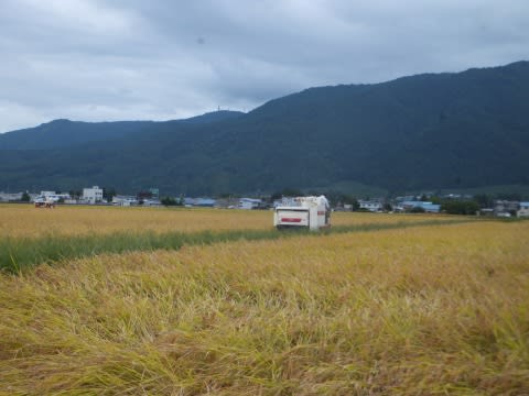 いよいよ稲刈り活動開始 あんな話こんな話