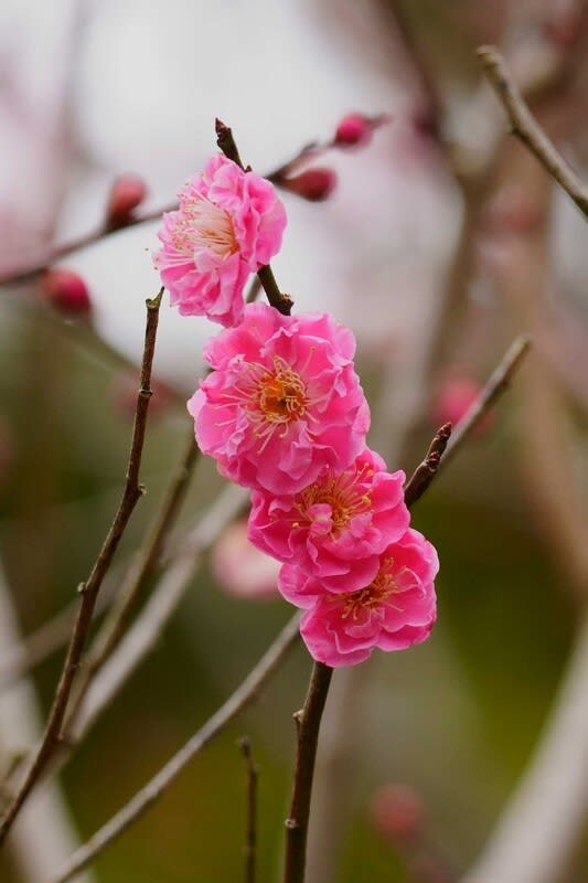 ○3月の兼六園(2) 梅(紅梅、白梅) 八重寒紅梅 青軸 白加賀 ○3月の兼六園(2) 梅(紅梅、白梅) 八重寒紅梅 青軸 白加賀