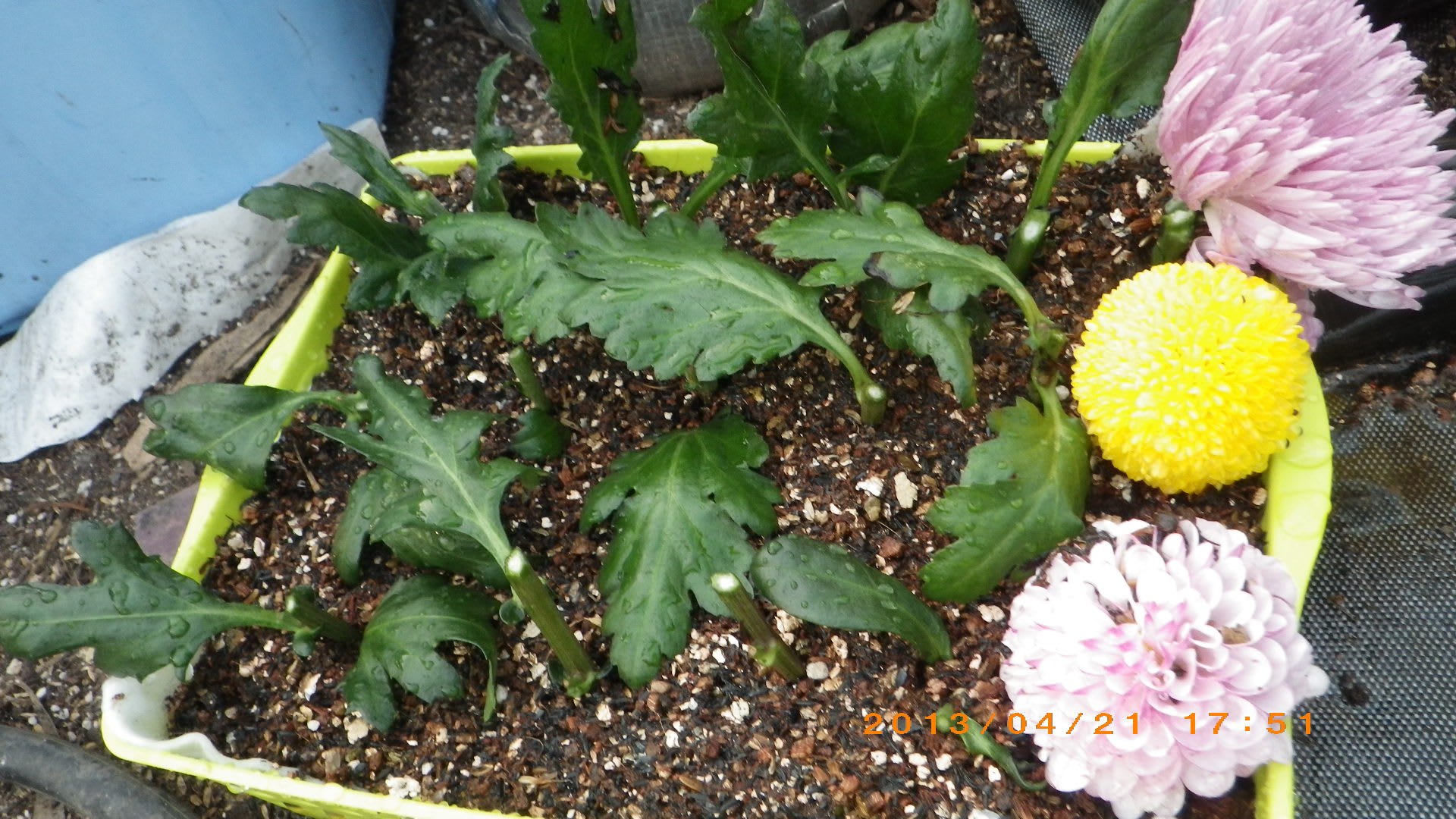 葬式の菊 畑 野菜の記録
