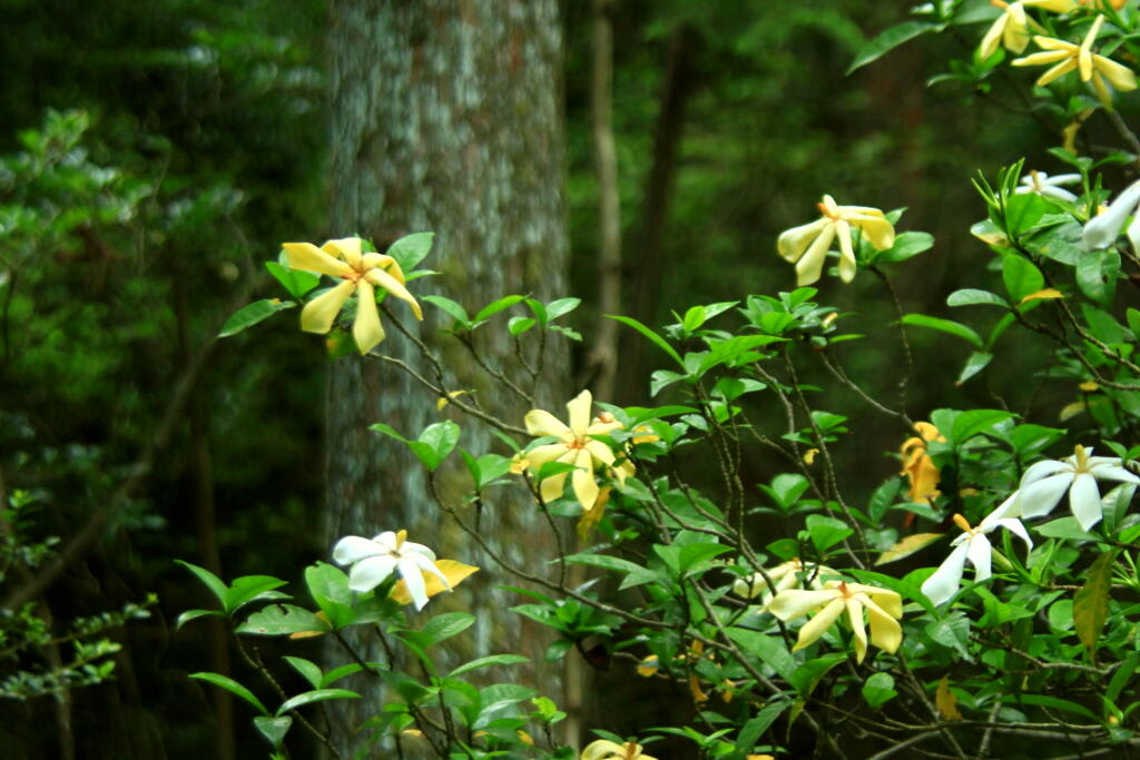 季節の花　クチナシの画像