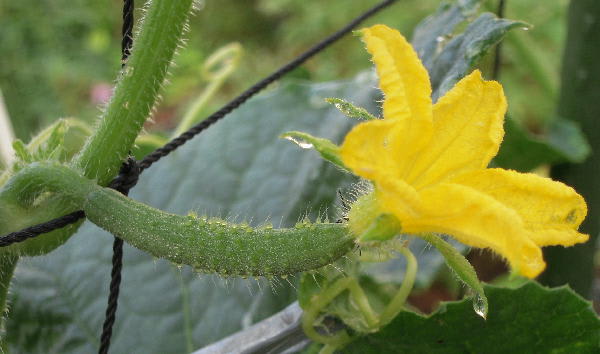 キュウリの雄花 雌花 おいしい野菜をつくろう