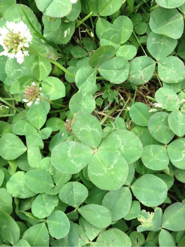 四葉と五葉 どっちが幸せ そらのひとりごと