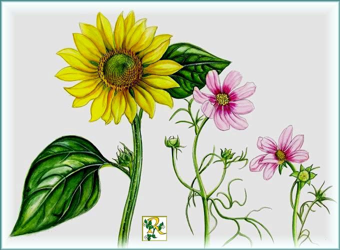 ヒマワリ コスモス Reikoのお花の絵