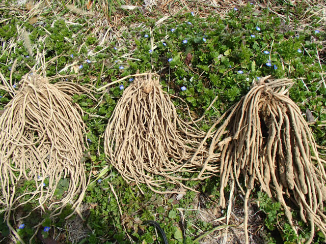 アスパラの植え付け 3年目の自然菜園の挑戦 無農薬 自然菜園 自然農法 自然農 で 自給自足life 持続可能で豊かで自然な暮らしの分かち合い