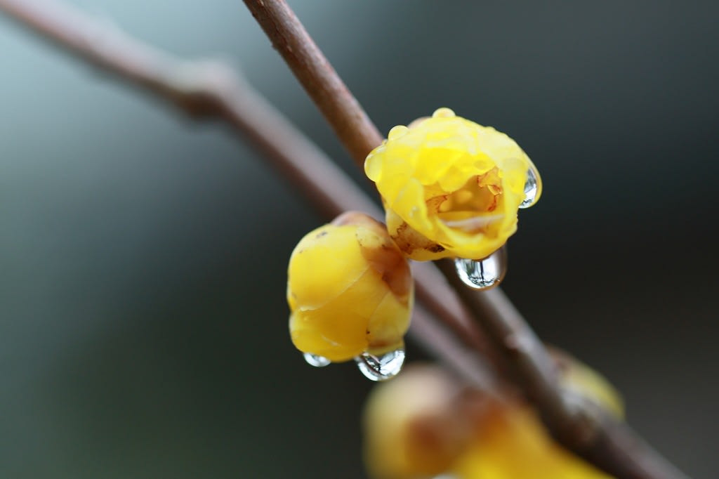 わが家の1月の花④ 蠟梅が開花 紅梅の蕾 雨に濡れたサザンカ - ・金沢から発信のブログ 風景と花と鳥など