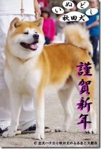 秋田犬5