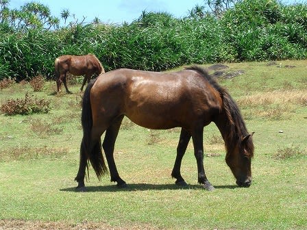 馬が欲しい ゼロから始めた田舎暮らし