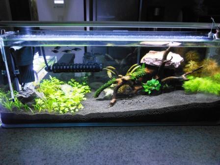 C 60水槽立上げ Play In The Tank C 60水槽立上げ Play In The Tank