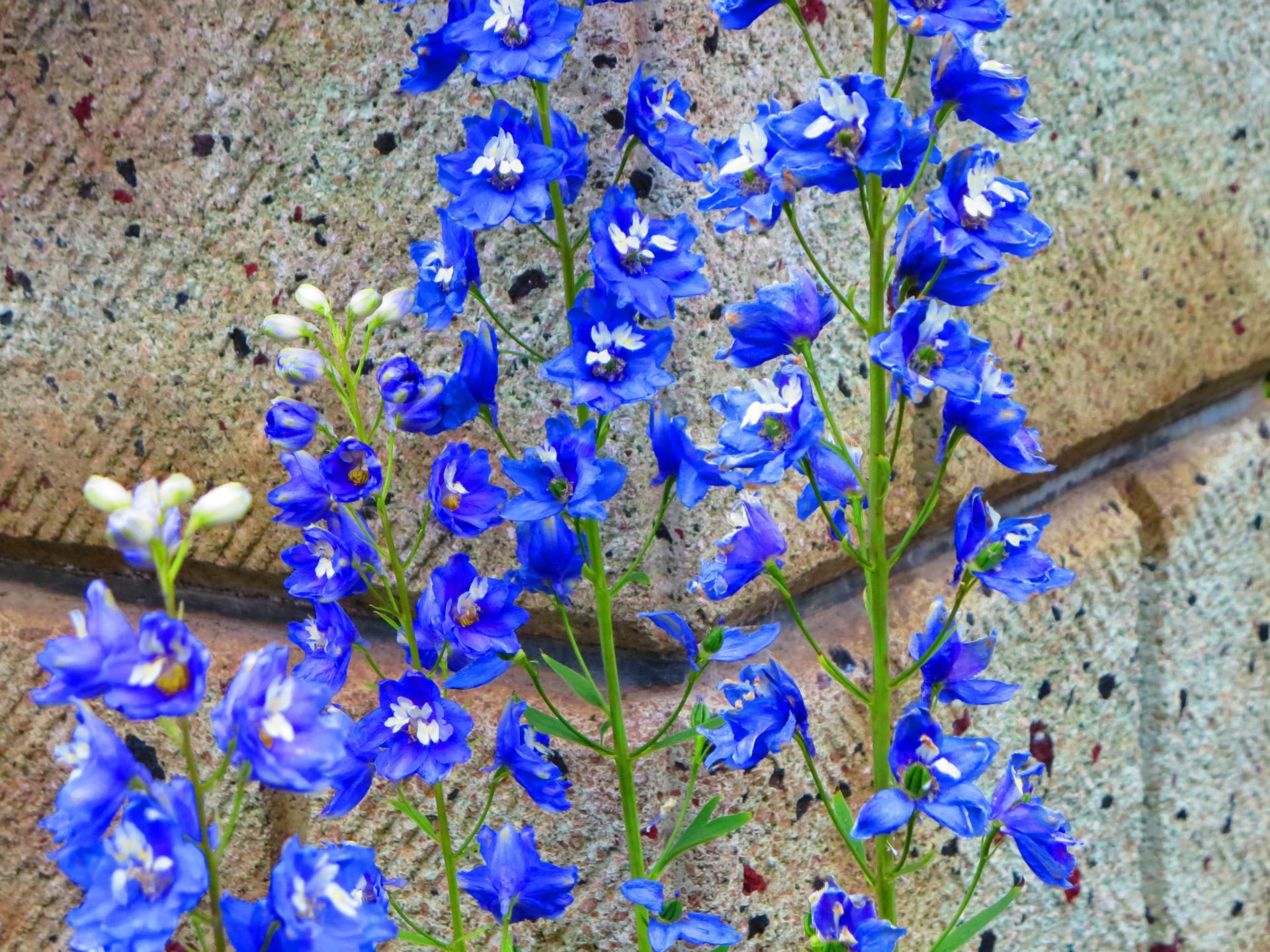 7月 我が家の青い花 Masaring
