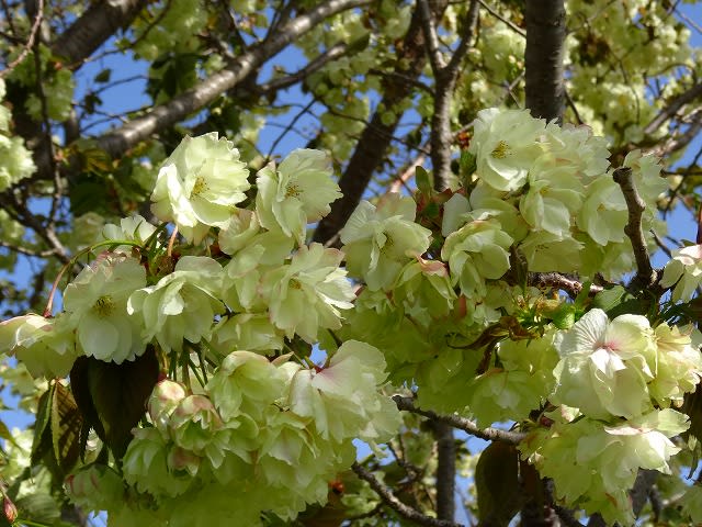 鬱金桜 ウコンザクラ と湿性園のカワセミ Hiroの花便り