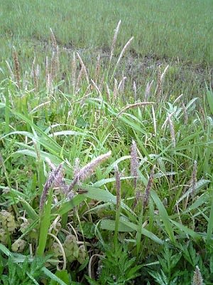 雑草 チガヤ 種子の飛行能力は１００キロ モグラ 芝 雑草 趣味