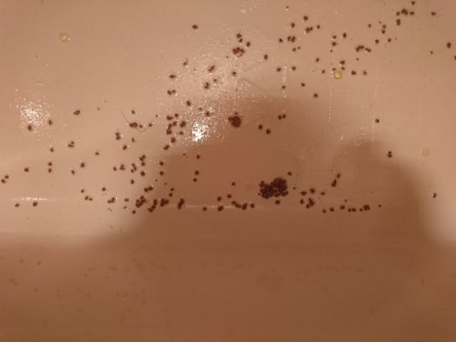 ウドンの底釣り まぶし粉の影響 - カッパの淡々スイスイ