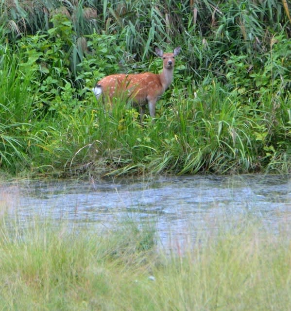 2018 07 31 泥縄【わが郷】足尾に緑が戻ってきて、清流も復活した。鹿も帰ってきた。