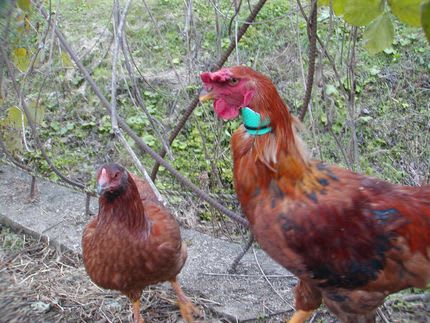 鶏の鳴き声対策 器具の改良 川俣町 居酒屋お千代の備忘録