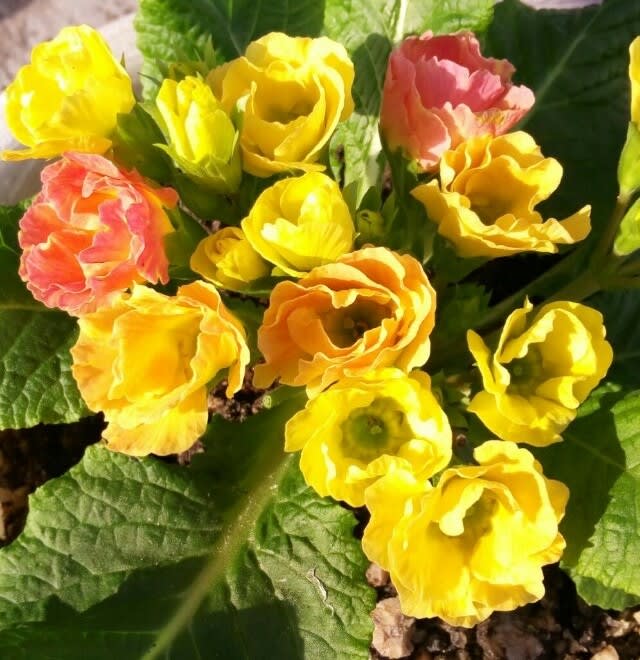 バラ咲きジュリアン みんなの花図鑑 に投稿 春の黄緑 秋の黄橙