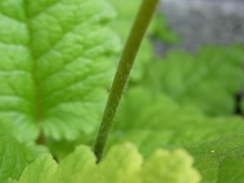 さくらそうの花がら摘み 草花好きのひとりごと