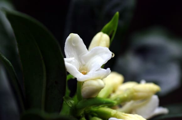 庭の沈丁花の白い花