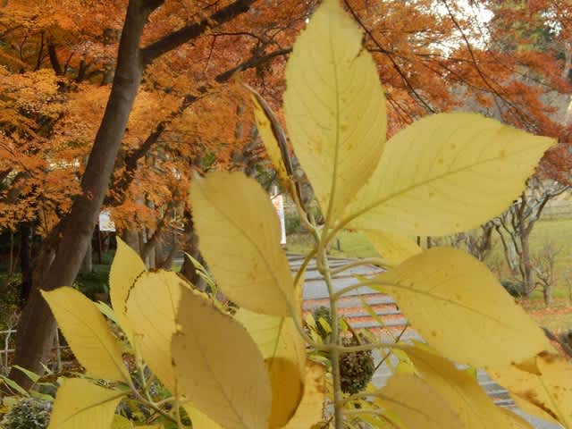 黄葉したアジサイ 紫陽花 植物大好き 出会い ときめき 癒し 黄葉したアジサイ 紫陽花 植物大好き 出会い ときめき 癒し
