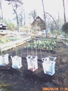 ピーマン、シシトウの苗を植える