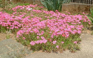 芝桜