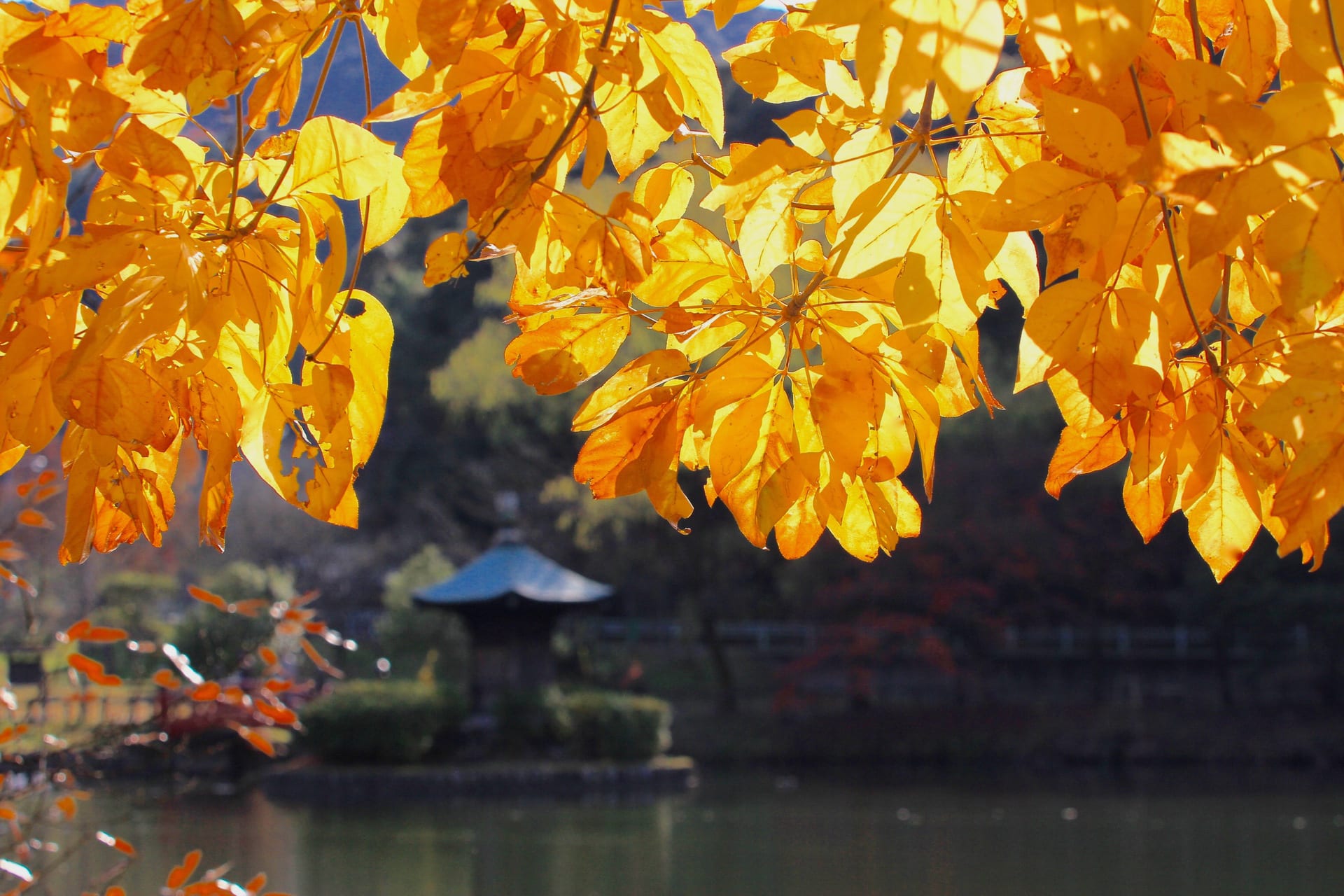 定光寺公園秋色 自然を求めて近辺ぶらり