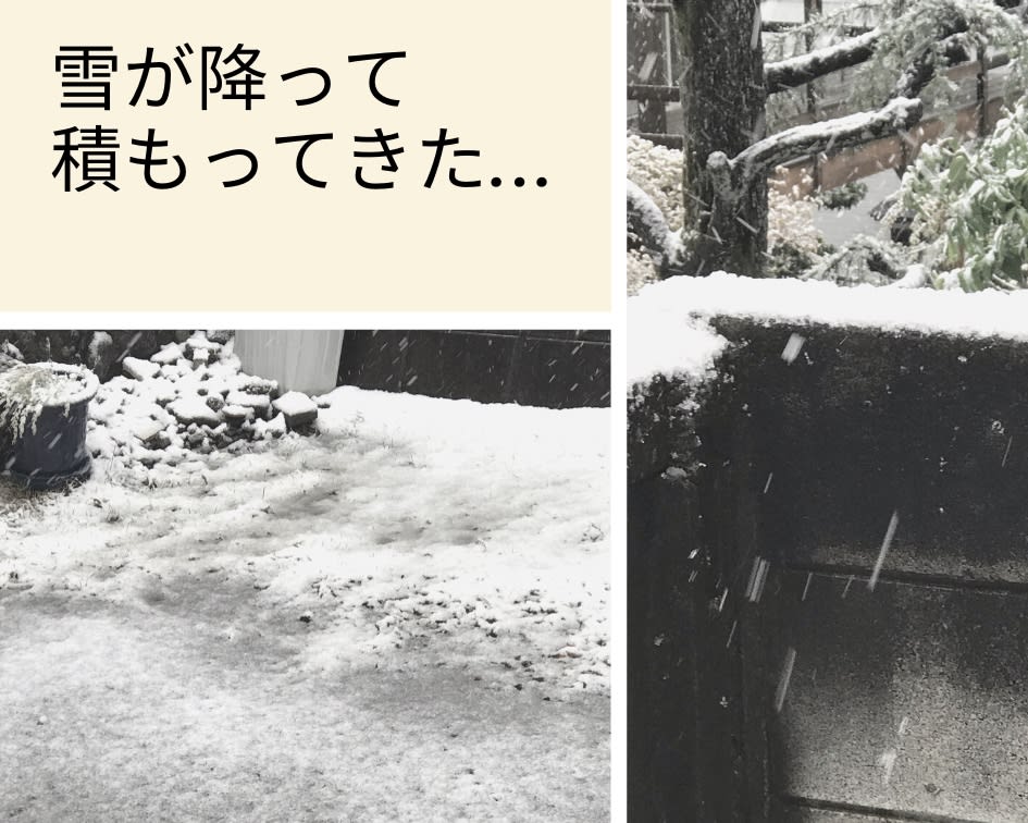 雪が降ってきました しもまゆの写真日記 雪が降ってきました しもまゆの写真日記