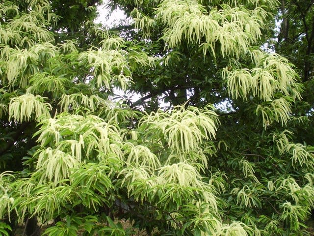 匂いたつ花栗 諸葛菜草叢記